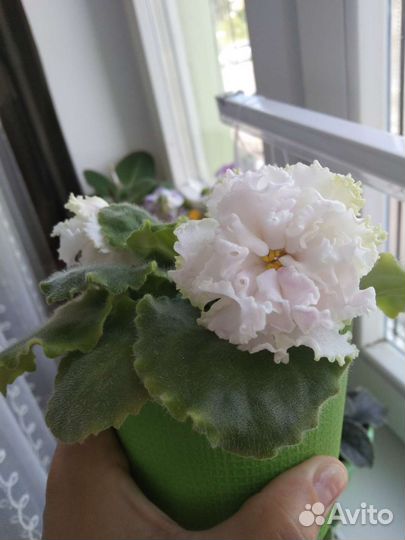 Фиалка Волшебная мелодия