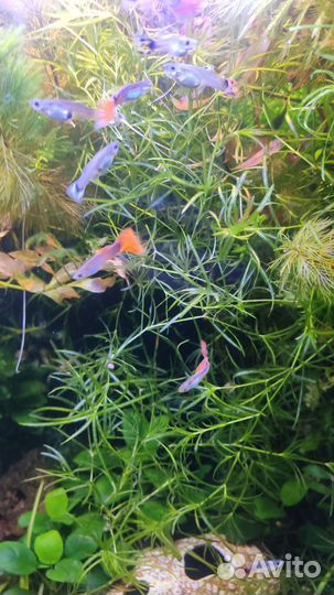 Гуппи, креветки, меченосцы, аквариум