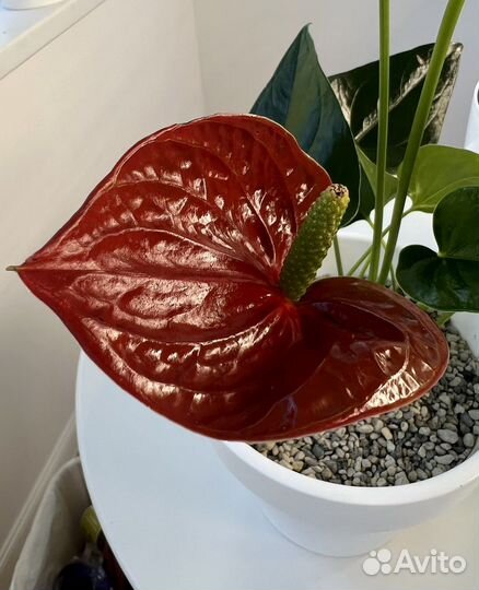 Антуриум Ред виннер, Ред чемпион