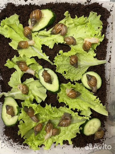 Улитки ахатины