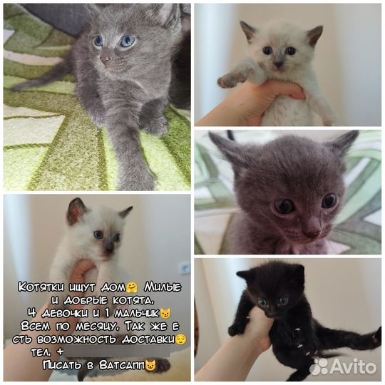 Котята в добрые руки