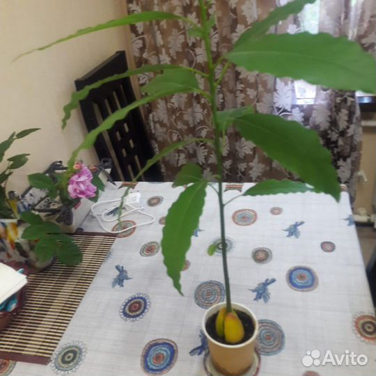 Саженцы авокадо