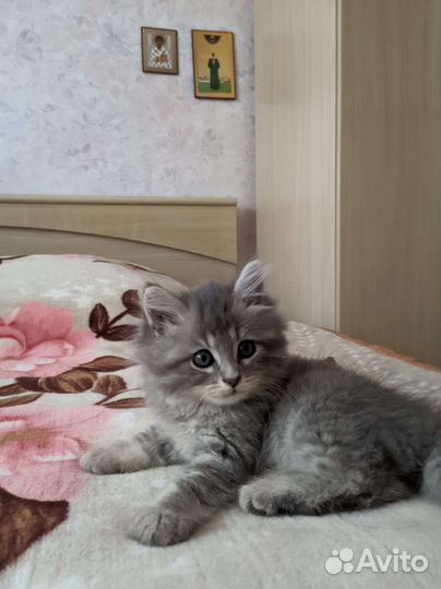 Котята в добрые руки бесплатно коты