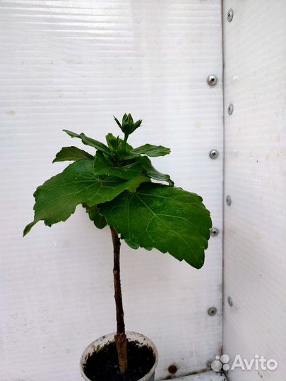 Сортовый гибискусы