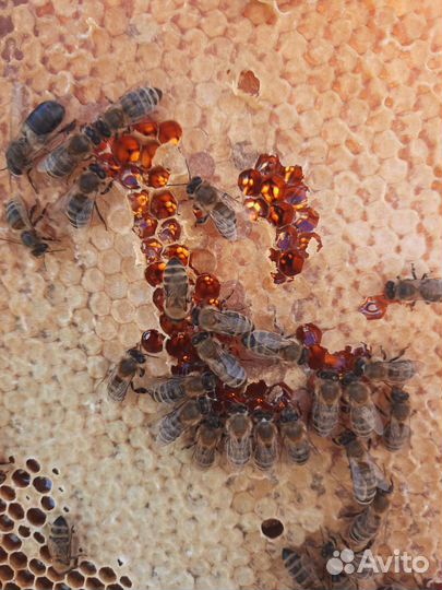 Мед цветочный (разнотравье )