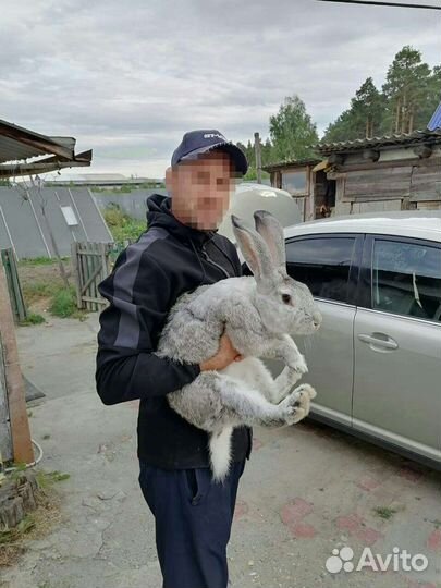 Кролики великан
