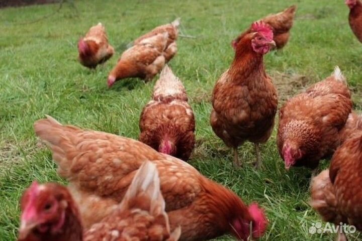 Куры несушки с доставкой