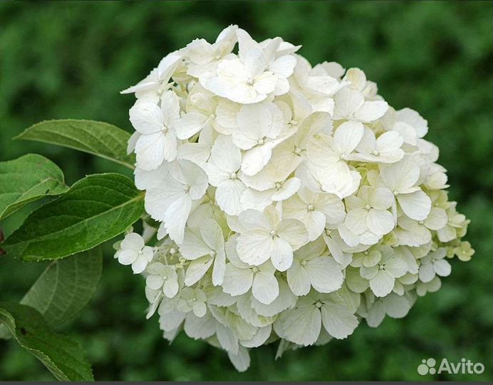 Гортензия Белый Медведь