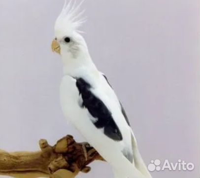 Корелла безщекая птенцы