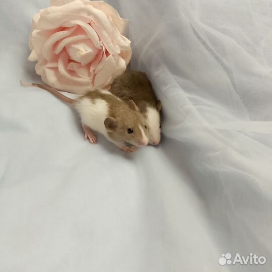 Крысята дамбо девочки