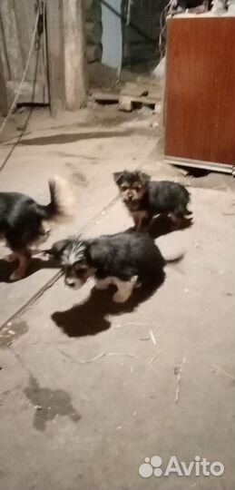 Щенки маленькой породы