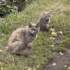 Отдам в добрые руки котят