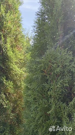 Туя смарагд 190 см