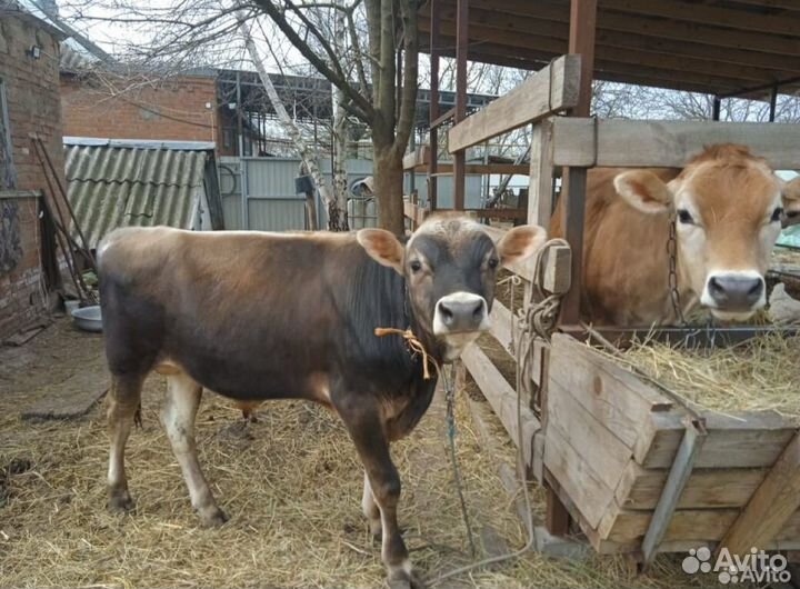 Джерсийский бык