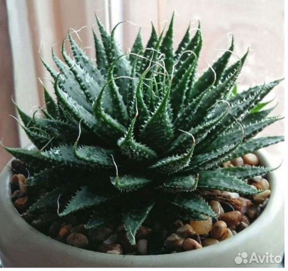 Алоэ остистое, хавортия полосатая