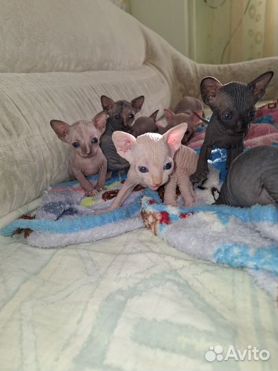 Канадский сфинкс