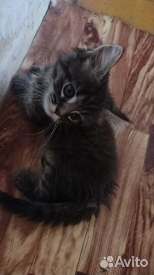 Котята мейкун