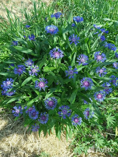 Василек горный, анемона, многолетники