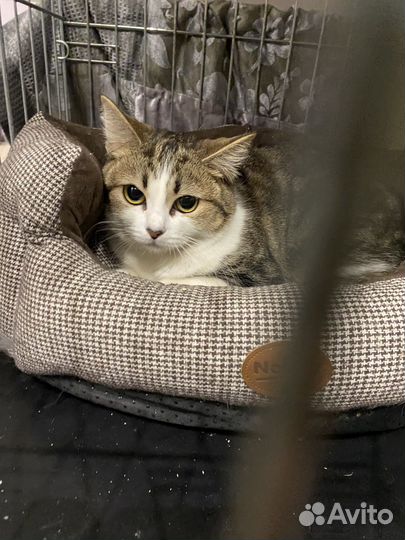 Молоденькая кошечка ищет дом