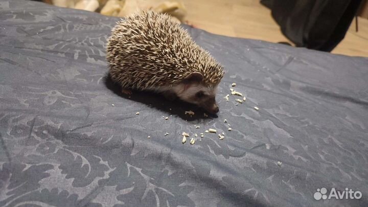 Ёжик