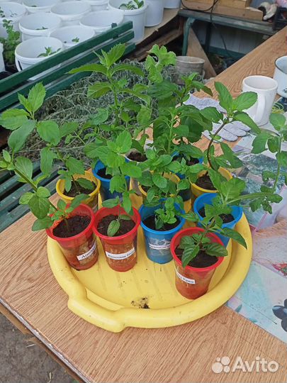 Мята сортовая 50 +сортов с разными вкусами