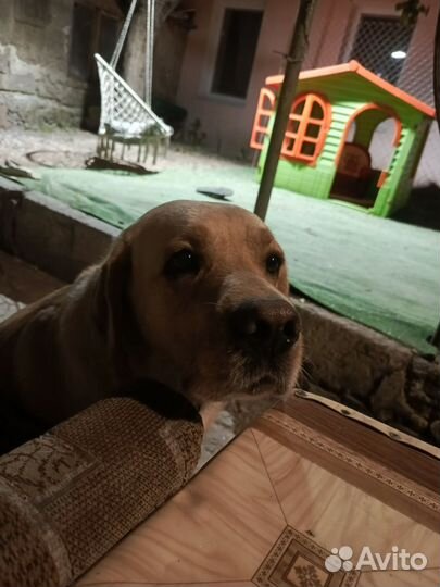 Вязка лабрадор