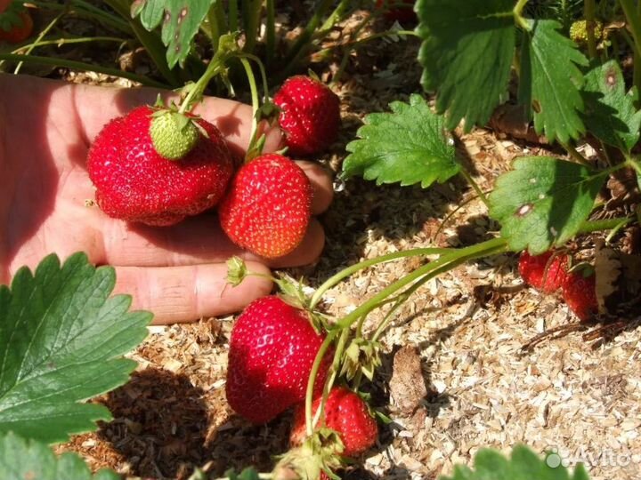 Рассада клубники