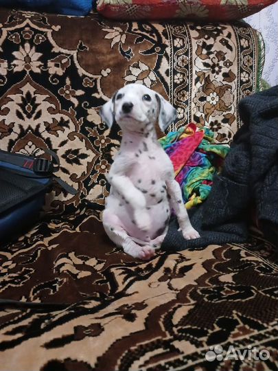 Далматинец щенок