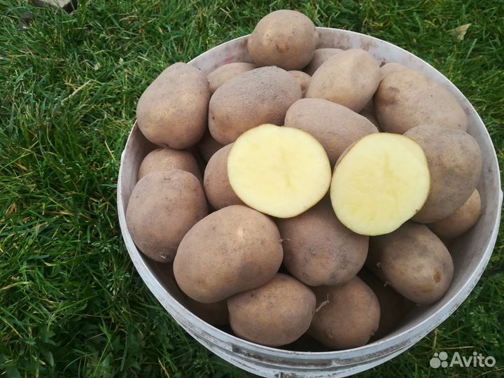 Продам картофель