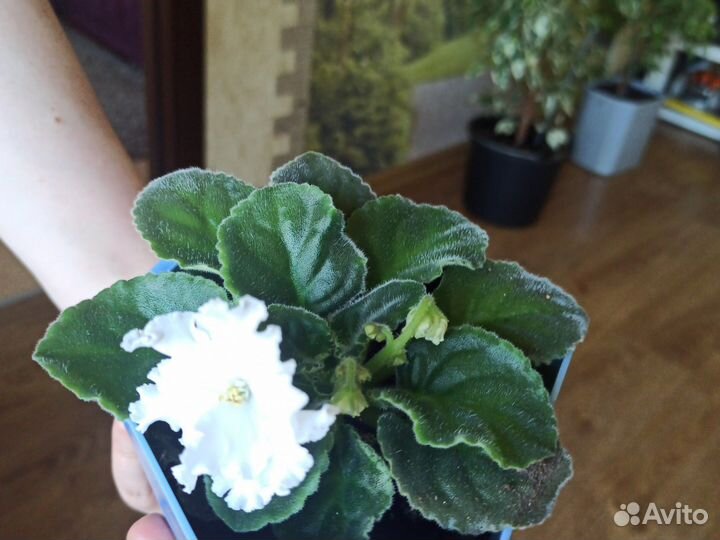 Фиалка с фото