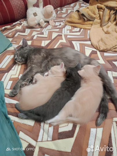 Отдам котят в добрые руки