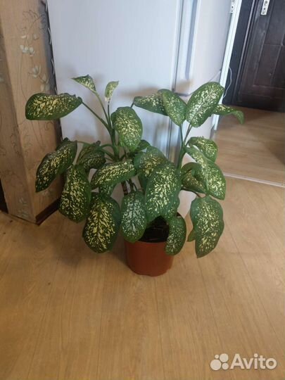 Диффенбахия 1 метр