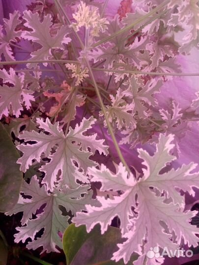 Комнатные растения