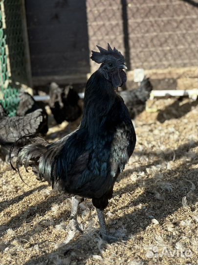 Инкубационное яйцо Уйхеилюй