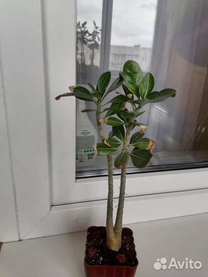 Комнатные растения