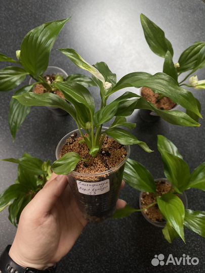 Спатифиллум Перл Купидо