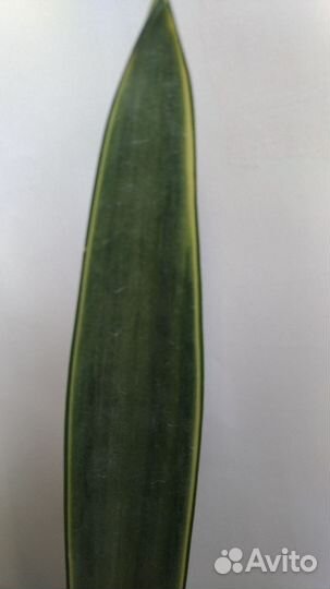 Сансевиерия golden street