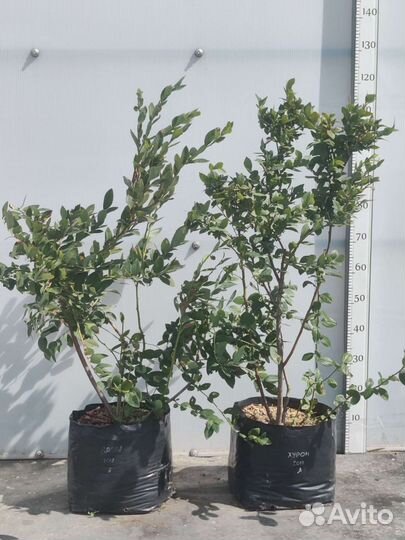 Саженцы голубики 4-летние плодоносящие