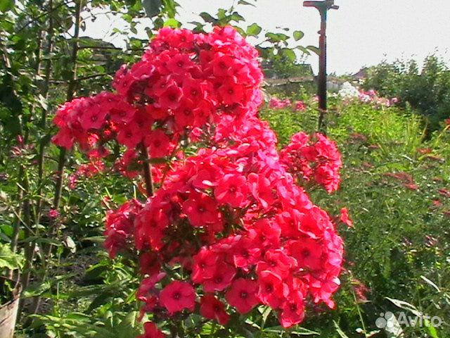 Многолетние цветы