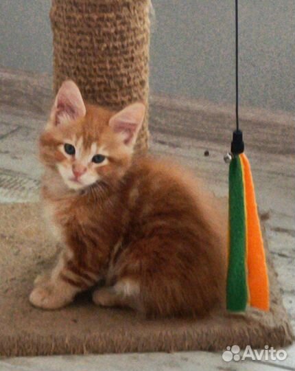 Котята мейн-кун