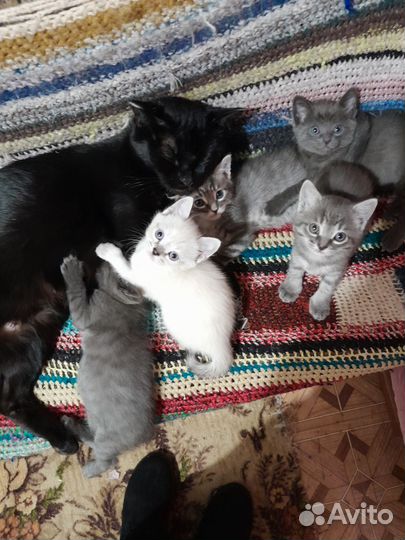 Отдам котят в добрые руки