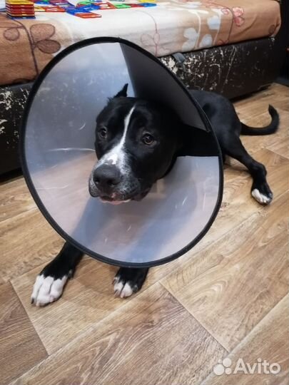 Защитный воротник для собак