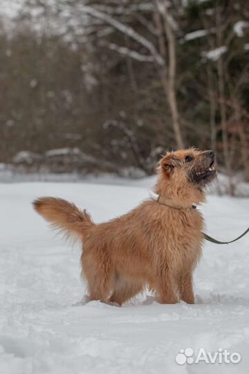 Лохматый молодой Кокос в поисках любящей семьи