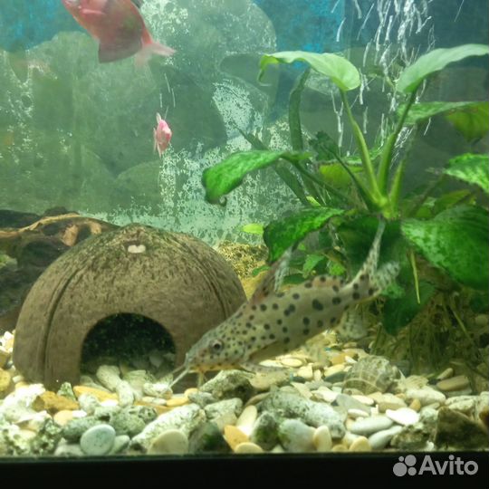 Аквариум с рыбками бу