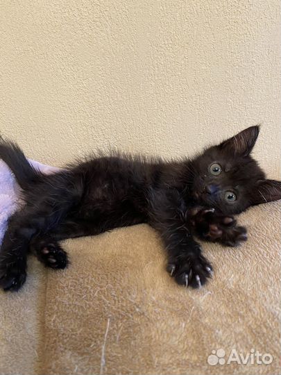 Машенька ищет дом