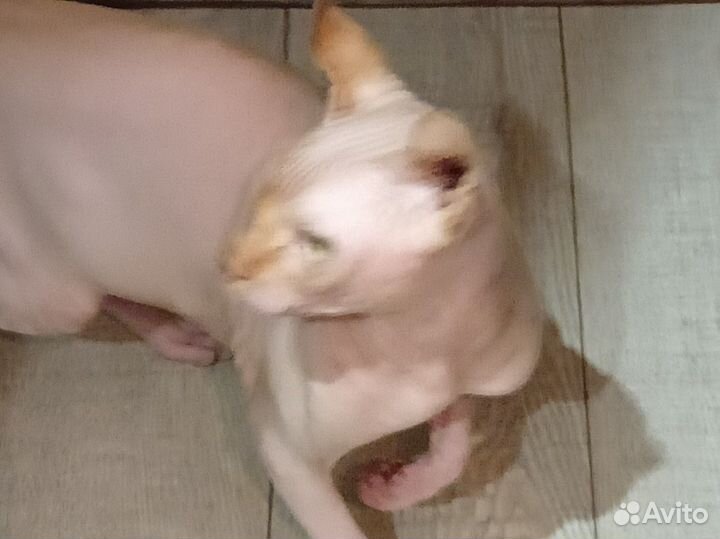 Вязка сфинкс эльф