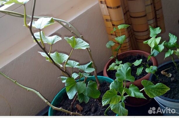 Рассада. Батат