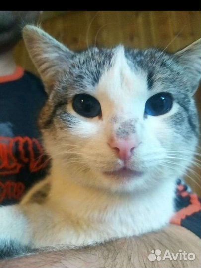 Голубоглазый красавец ждёт семью