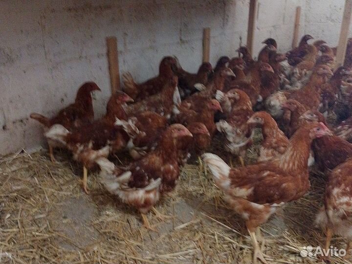 Куры молодки