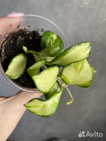 Хойя хешкелиана вариегатная, кентиана вариегатная